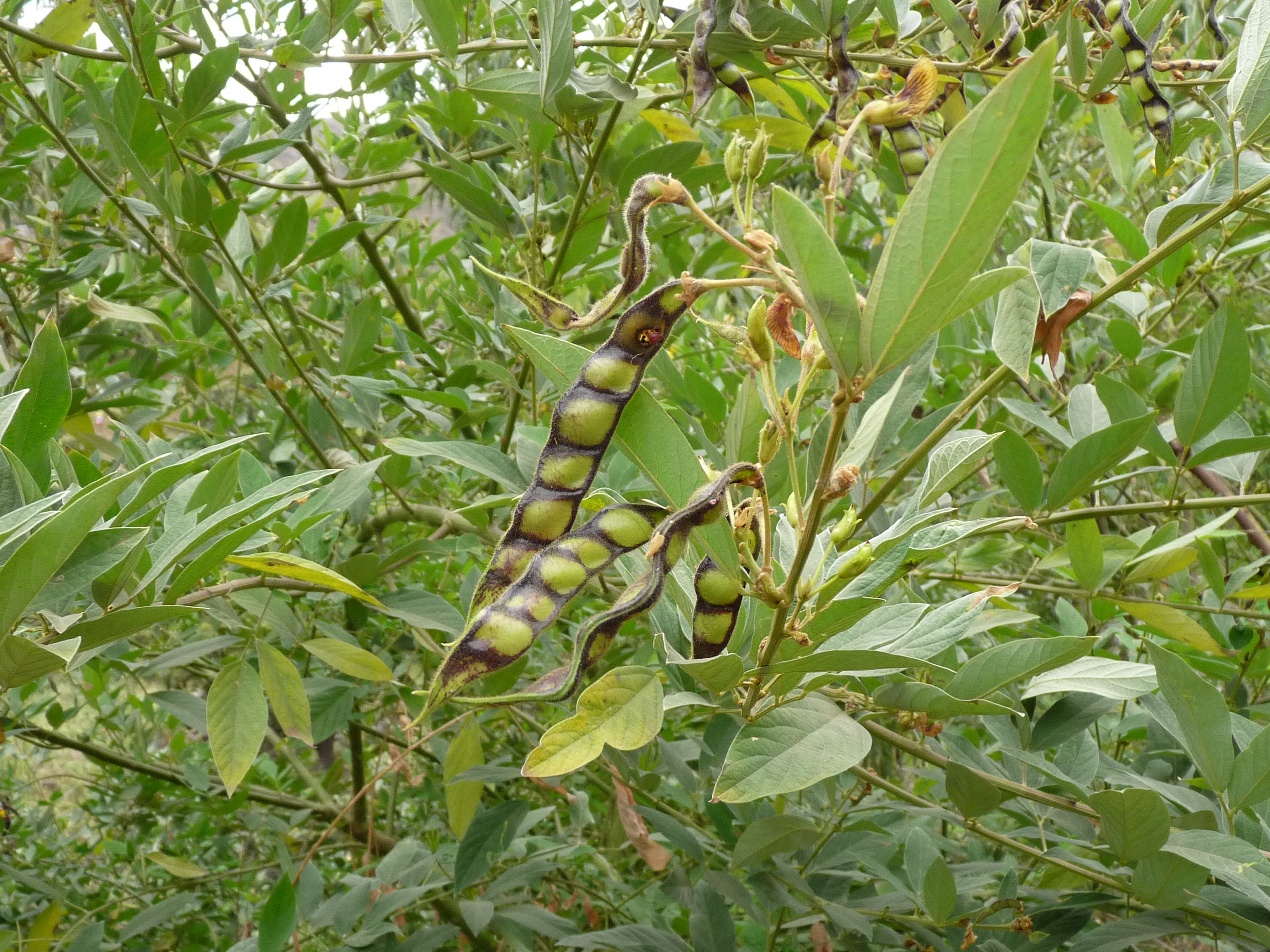 pigeon pea 